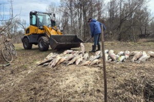 У Мені на Чернігівщині зафіксували масову загибель риби