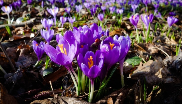 Під Мукачевом у дендропарку розквітли перші шафрани
