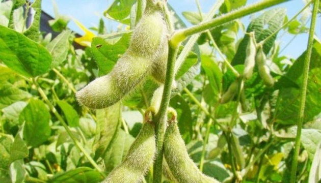 В Україні дорожчає соя