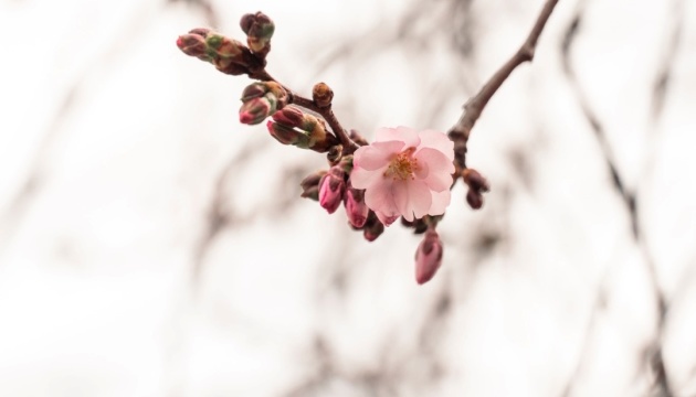 У Мукачеві почала квітнути «шалена» сакура