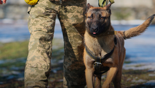 У ЗСУ виконують завдання більш як 500 службових собак