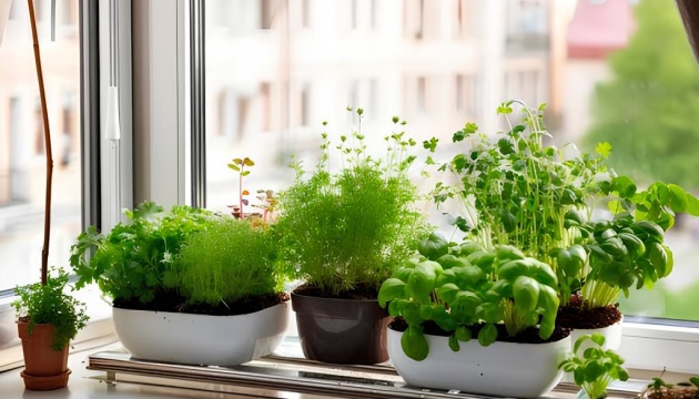 Балкон як терапія: українці вирощують стійкість у горщиках