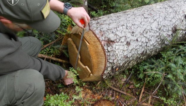 До суду передали справу про 200 гектарів знищеного лісу в нацпарку «Гуцульщина»
