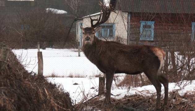 На Рівненщині автомобіль збив улюбленця соцмереж оленя Бориса, водійку знайшли
