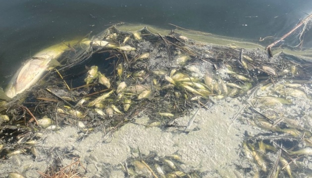 На Житомирщині зафіксували масову загибель риби