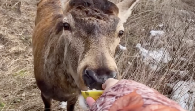 На Рівненщині розповіли про стан улюбленця соцмереж оленя Бориса після ДТП