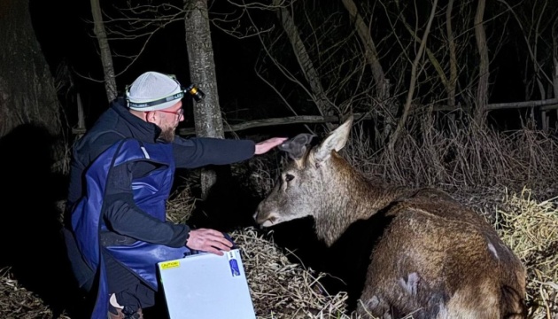 Улюбленця соцмереж оленя Бориса не дозволили везти на лікування у Львів - зоозахисники