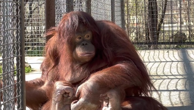 У кримському зоопарку через недбалий догляд загинула орангутанка Дана