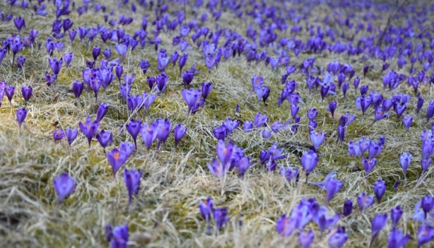 У нацпарку «Синевир» почали квітнути первоцвіти та прокинулися ведмеді