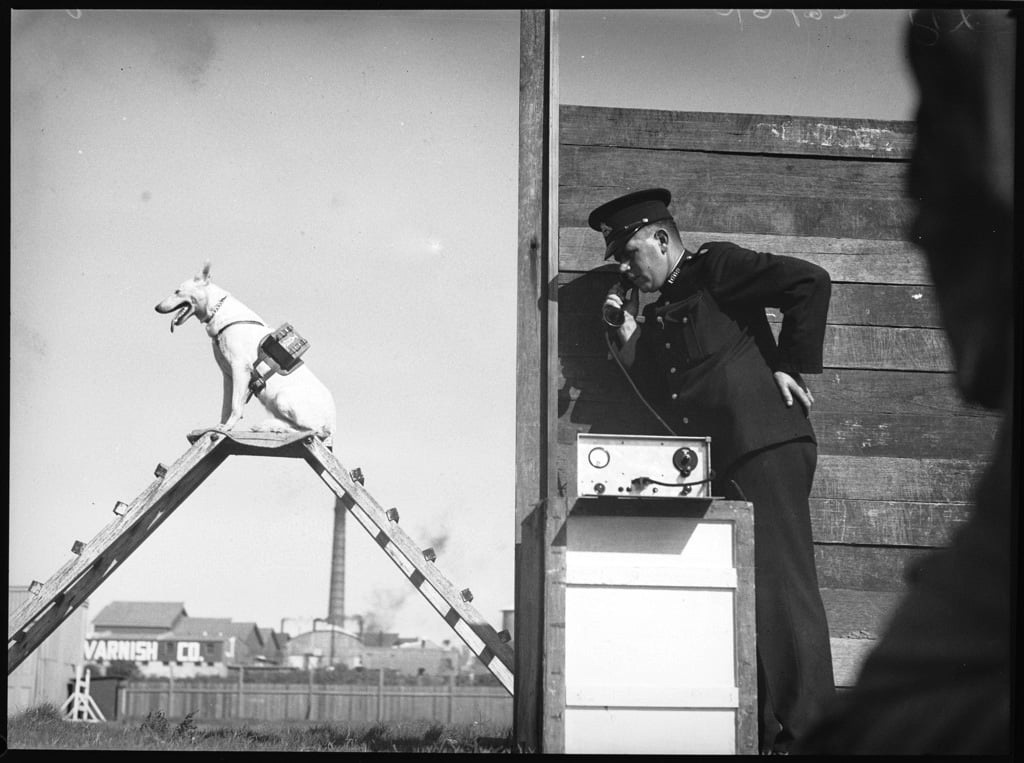 Поліцейський собака виконує накази, передані йому через рацію, прикріплену до спини. Сідней, Австралія. 1939. Фото: Державна бібліотека Нового Південного Уельсу.