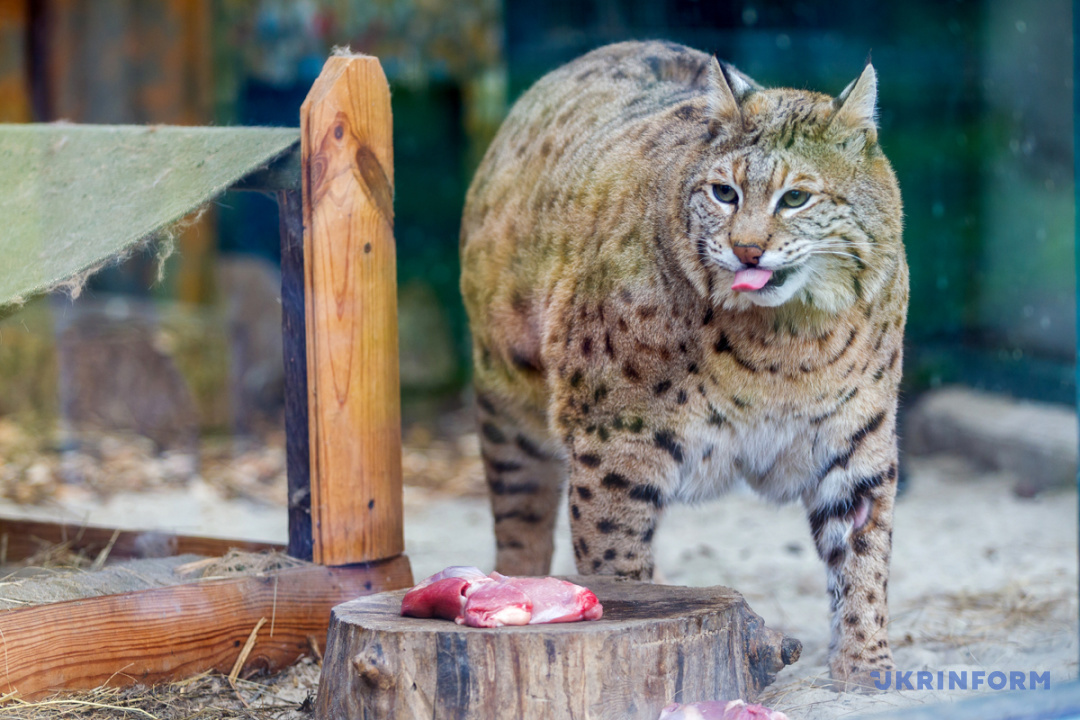 Фото: Кирило Чуботін