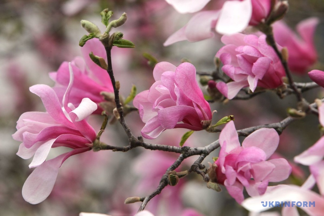 Фото: Микола М’якшиков