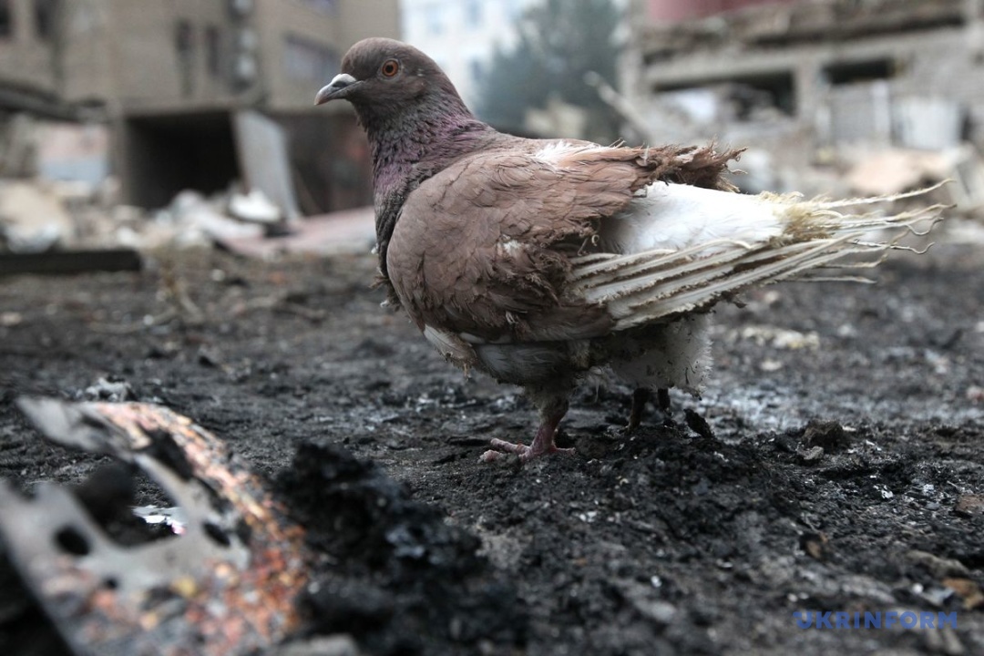 Фото: Микола М’якшиков