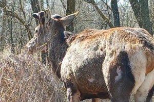 Для оленя Бориса будують тимчасовий вольєр