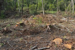 Майже 19 тисяч вирубаних дерев: на Львівщині викрили схему знищення лісу й оголосили підозру депутату