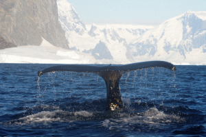 Українські полярники показали, як натрапили на групу горбатих китів