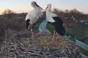 Уражено фрегат «Адмирал Макаров» | Похолодання і заморозки в Україні | Artemis-2 позаду Місяця