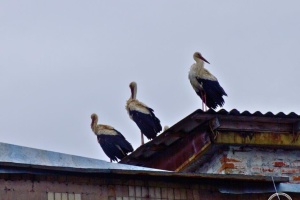 До Чорнобиля вперше за 20 років прилетіли на гніздування білі лелеки