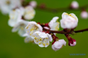 На Великдень в Україні очікується потепління до +15° і менше опадів