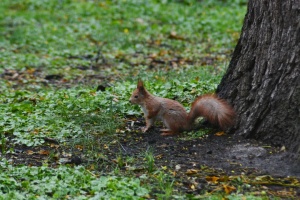 Україні у вівторок прогнозують дощ та нічні заморозки