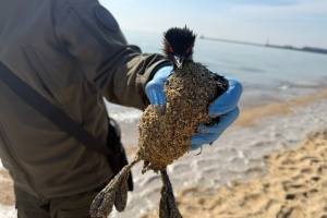 На узбережжі Чорного моря в Одеській області виявили забруднення