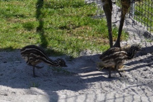 У Вінницькому зоопарку вперше вивелись страусенята Ему