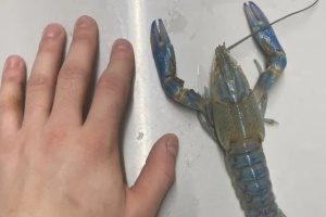 На Миколаївщині соціальна працівниця взялася за вирощування австралійських раків 