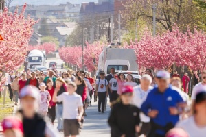 На Закарпатті провели забіг «Перечинська сакура»