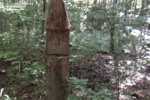 Прокуратура вимагає відшкодування рекордних майже ₴387 мільйонів через незаконну рубку у лісах Карпат