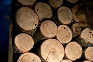 На Буковині викрили незаконну вирубку дерев у нацпарку