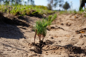 На Миколаївщині почали відновлення лісів, знищених під час боїв за обласний центр
