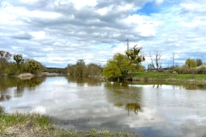 На Харківщині зафіксували масову загибель риби у Сіверському Донці