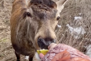 Injured deer Borys likely to undergo surgery