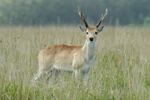 В Україні запровадили єдину методику обліку мисливських тварин