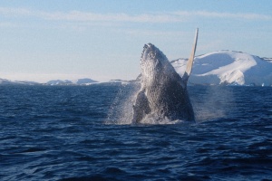 Українські полярники розкрили секрет, чому горбаті кити б’ють грудними плавцями по воді