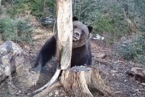 Карпатський нацпарк показав бурого ведмедя, який після зимової сплячки потрапив у фотопастку