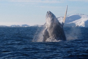 Exploradores polares ucranianos revelan el secreto de por qué las ballenas jorobadas golpean sus aletas pectorales contra el agua