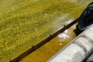 بعد الهجوم الروسي وصلت مساحة التلوث بالزيت في البحر الأسود إلى 800 كيلومتر مربع تقريبا - عالم البيئة