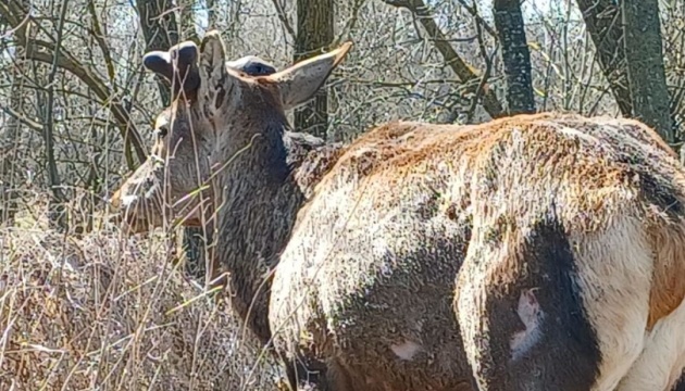 Для оленя Бориса будують тимчасовий вольєр