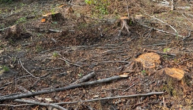 Майже 19 тисяч вирубаних дерев: на Львівщині викрили схему знищення лісу й оголосили підозру депутату