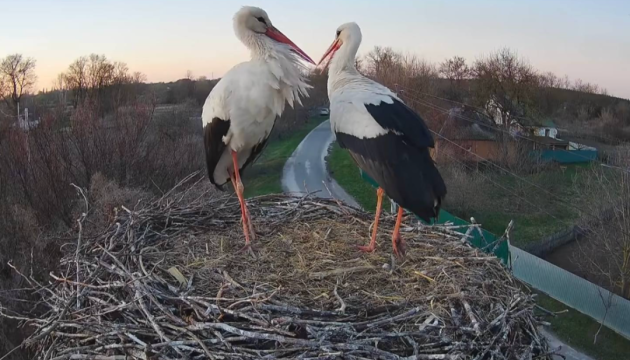 Уражено фрегат «Адмирал Макаров» | Похолодання і заморозки в Україні | Artemis-2 позаду Місяця