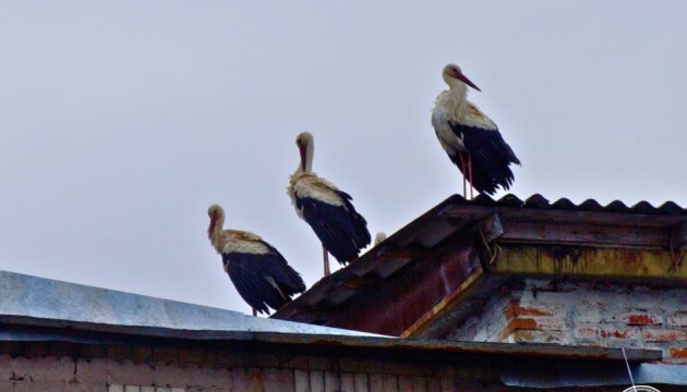 До Чорнобиля вперше за 20 років прилетіли на гніздування білі лелеки