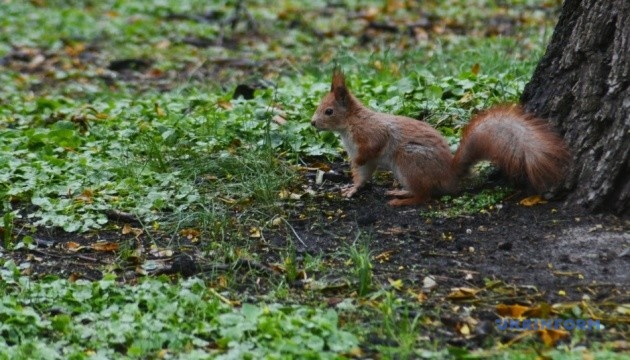Україні у вівторок прогнозують дощ та нічні заморозки