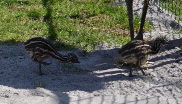 У Вінницькому зоопарку вперше вивелись страусенята Ему