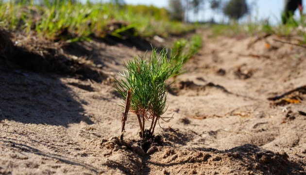 На Миколаївщині почали відновлення лісів, знищених під час боїв за обласний центр
