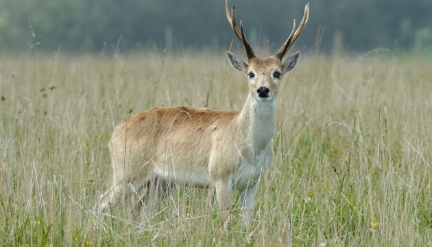 В Україні запровадили єдину методику обліку мисливських тварин