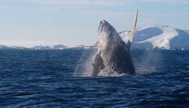 Exploradores polares ucranianos revelan el secreto de por qué las ballenas jorobadas golpean sus aletas pectorales contra el agua