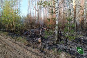На Чернігівщині локалізували лісову пожежу, що вирує більш як тиждень