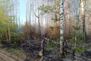 Forest fire raging for more than week localized in Chernihiv region