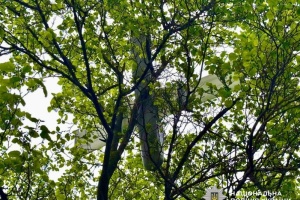 У Миколаєві ворожий безпілотник застряг на верхівці дерева і не здетонував